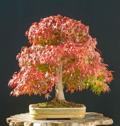 The Cascade Bonsai Style: How To Cascade Your Bonsai - Grow A Bonsai Tree