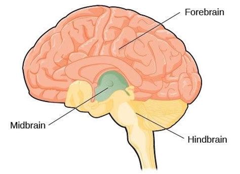 Forebrain, Midbrain & Hindbrain: Functions & Diagrams