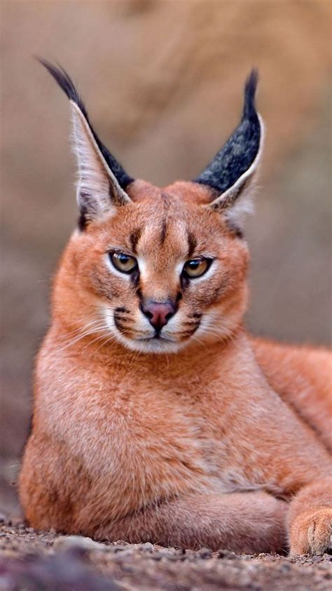 [Caracal, gato grande] » [*- Caracal: gato semejante a un lince, de ...