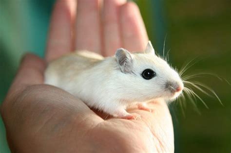 100+ Gerbil Names: Weensy & Wee Pet Names | Pet Keen