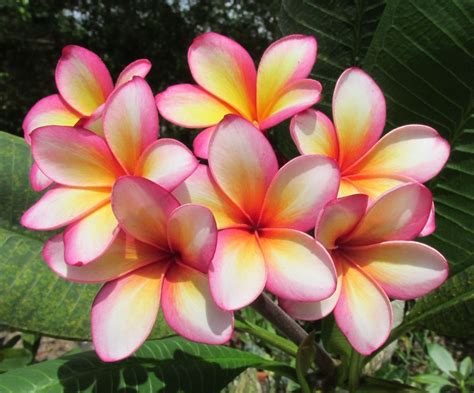 Pin by Lesley Kelley (Doherty) on Tattoo ideas | Plumeria tree ...