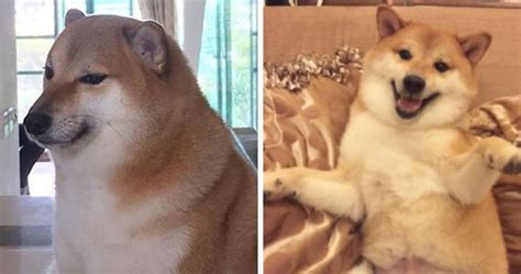 This Rescue Shiba Inu Is Responsible For The Cheems Meme | Bored Panda ...