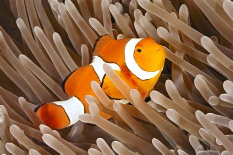 Clownfish - Wild Animals News & Facts