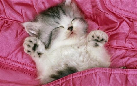 Lovely, Cute Kittens and Puppies: Cute kitten sleeping