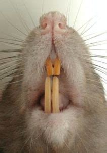 Rat Teeth: 7 Fascinating Facts (With Pictures) | ThePetFAQ