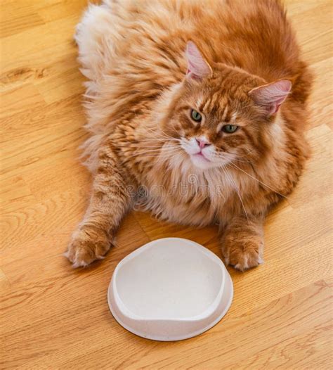 Ginger Maine Coon Cat Laying Near an Empty Bowl and Waiting for Food ...