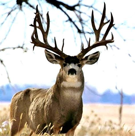 Pin by Lloyd Allen on Deer | Mule deer, Mule deer buck, Big deer