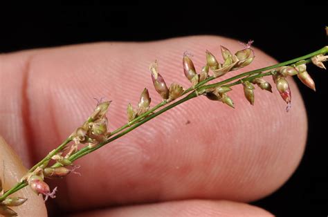 plant1 (Poaceae) image 137744 at PhytoImages.siu.edu