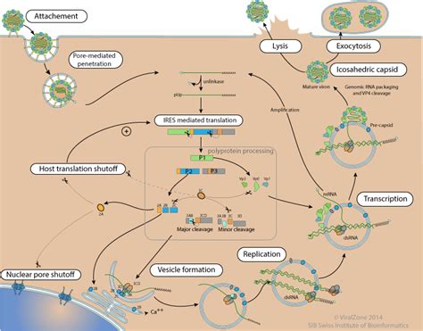 Poliovirus replication cycle ~ ViralZone