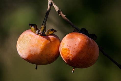 American persimmon - Diospyros virginiana - World Crops Database