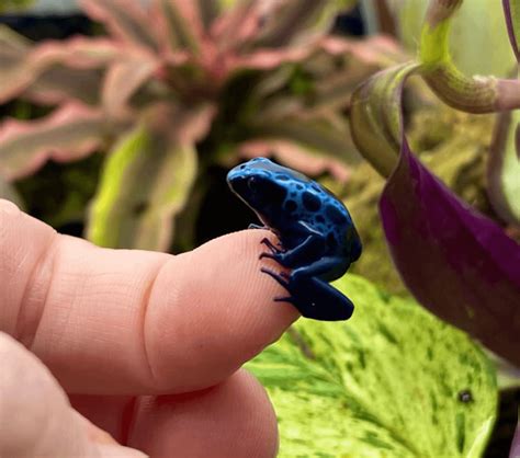 dendrobates tinctorius azureus, one of my younger froglets : r ...