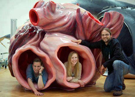 model of blue whale heart | Animals for kids | Blue whale, Whale facts ...