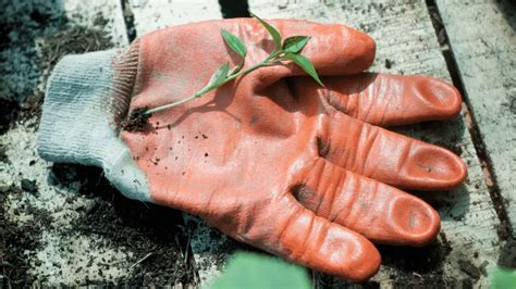 The 14 Best Gardening Gloves - Little Leafy