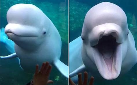 Video: Friendly beluga whale 'smiles' at visitors to Connecticut ...