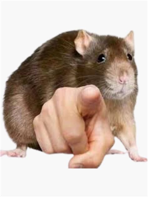 "Rat Pointing Meme" Sticker for Sale by NessOkey | Redbubble