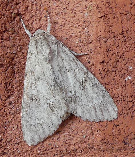 Acronicta amerticana - Acronicta americana - BugGuide.Net