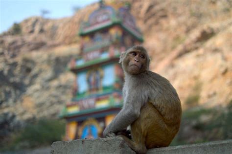 Monkey Temple India - Galtaji, Jaipur | Monkey Temple India ...