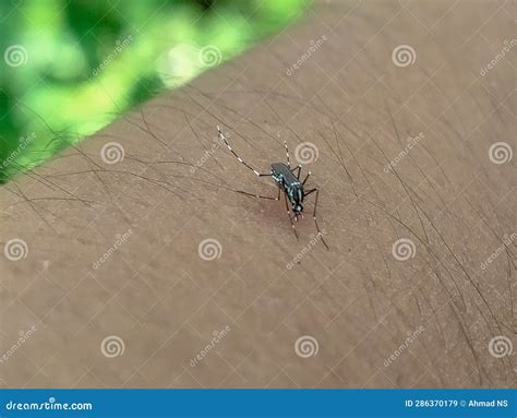 The Aedes Aegypti Mosquito Sucks Blood on Human Skin Stock Image ...