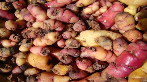 The fascinating history behind Peru's humble potato