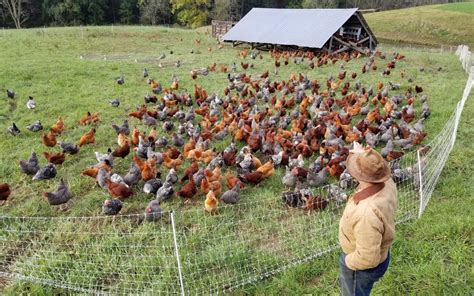 Selecting the Best Chicken Breeds for Your Homestead - Murray McMurray ...