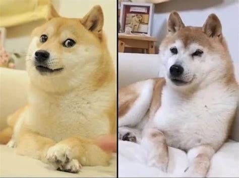 Who is Kabosu? Real Life Shiba Inu Breed Dog Behind Dogecoin is ...