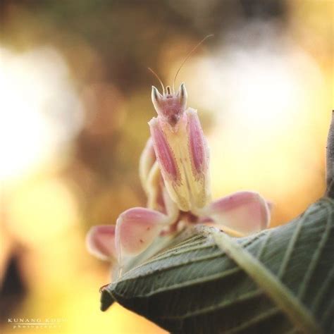 Orchid-Mantis-6 – Animal Encyclopedia