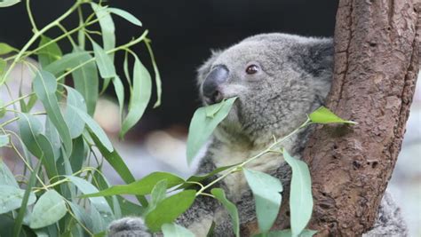 Koala Eating Eucalyptus Leaves Stock Footage Video 4436651 - Shutterstock