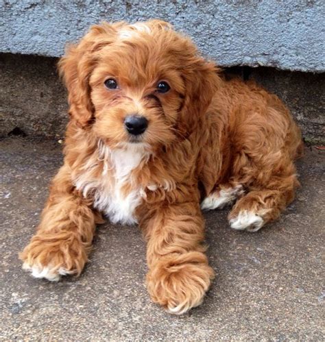 Murphy the cockapoo! | Poodle mix puppies, Cockapoo, Cute dogs