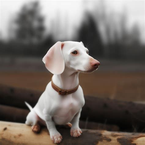 Premium AI Image | Albino dachshund unusual white coloring of the dog ...