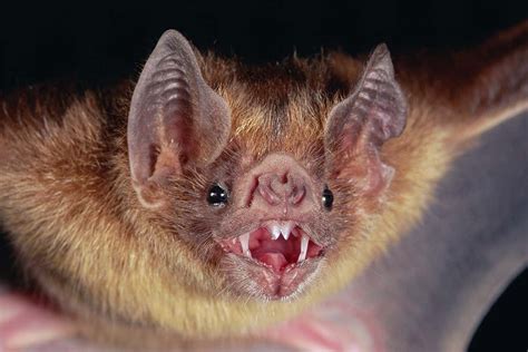 Vampire bat adopts orphan baby bat after untimely death of its mother ...