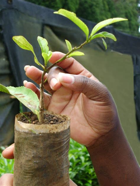 Tea Cultivation - Land Of Ceylon