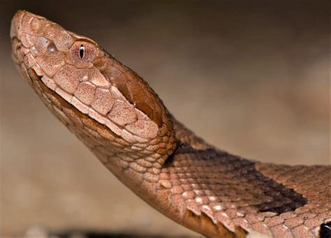 Snake Island vipers: predator or prey? - UGA Today