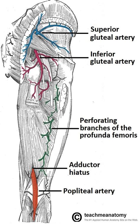 Arteries of the Lower Limb - Thigh - Leg - Foot - TeachMeAnatomy