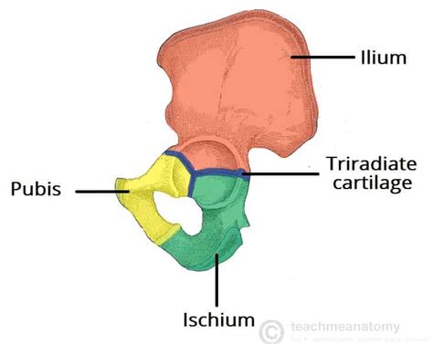 The Hip Bone - Ilium - Ischium - Pubis - TeachMeAnatomy