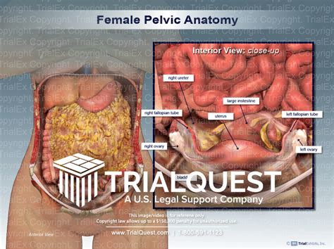 Female Pelvic Anatomy - TrialExhibits Inc.