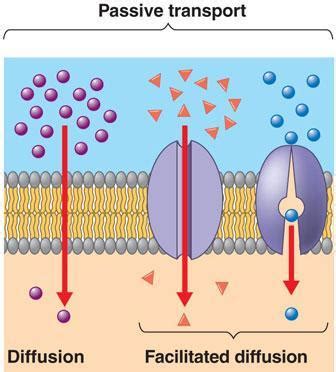 Membrane transport system-Passive and Active transport - Online Biology ...