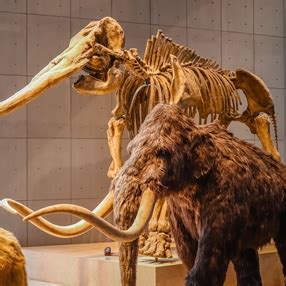 Is Woolly Mammoth Ivory Legal or Not? | Fine Art Shippers