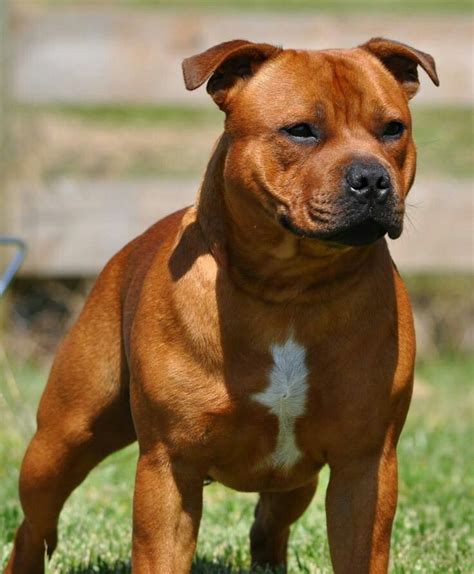 Staffordshire bull terrier | Bully breeds dogs, Pitbull terrier ...