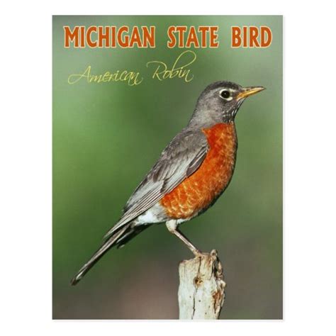 Michigan State Bird - American Robin Postcard | Zazzle