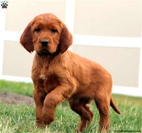 Irish Setter Puppies For Sale | Greenfield Puppies