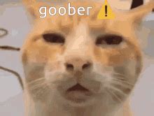 Goober Kitty GIF - Goober Kitty Crazy Cat - Discover & Share GIFs