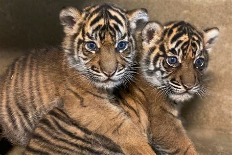 Sumatran Tiger Cubs National Zoo