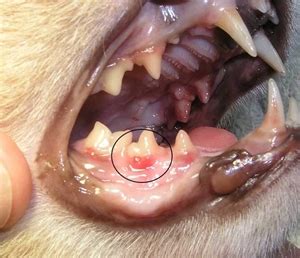 33 SYMPTOMS OF MOUTH PROBLEMS IN DOGS - MouthProblem