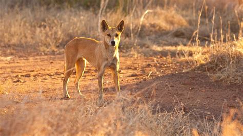 How Are Dingoes Different From Dogs