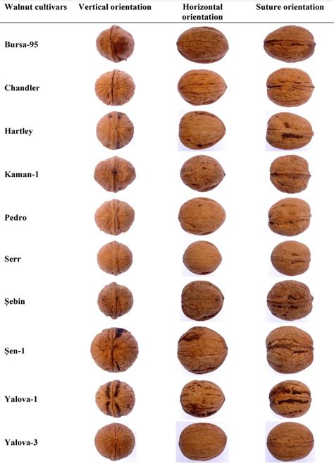 1 Appearance of walnut varieties (Ercisli et al., 2012) | Download ...