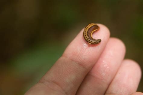 Leeches - KHAO SOK National Park, Thailand