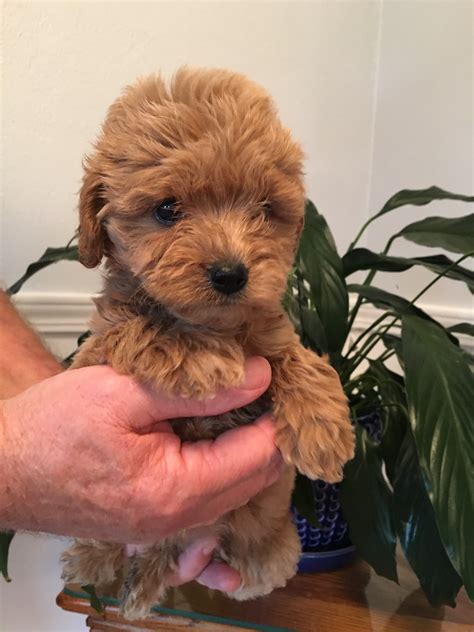 Petite Goldendoodle Size