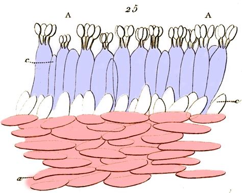 subhymenium