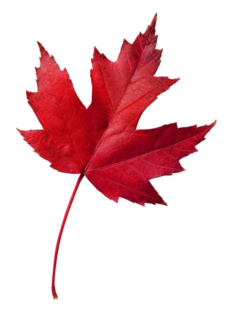 The Maple Leaf: A Symbol Of Canadian Identity - Map of China Korean ...