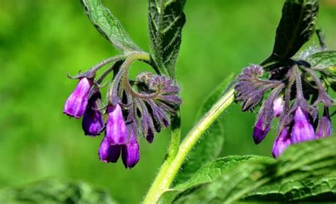 Comfrey uses for Muscles and Bones - Healthy Hildegard